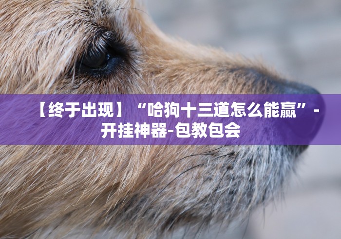 【终于出现】“哈狗十三道怎么能赢”-开挂神器-包教包会