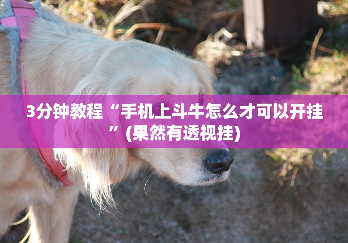 3分钟教程“手机上斗牛怎么才可以开挂”(果然有透视挂)