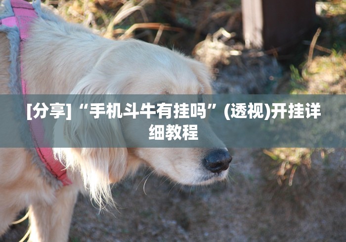 [分享]“手机斗牛有挂吗”(透视)开挂详细教程