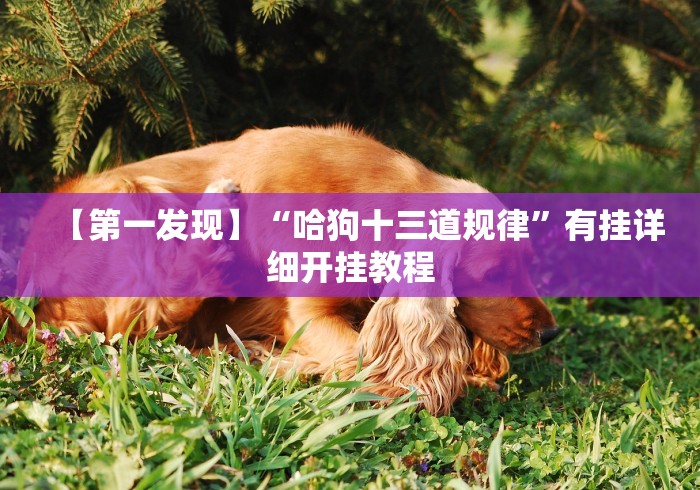 【第一发现】“哈狗十三道规律”有挂详细开挂教程
