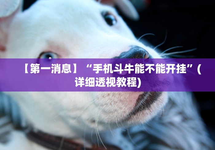 【第一消息】“手机斗牛能不能开挂”(详细透视教程) 【第一消息】“手机斗牛能不能开挂”(详细透视教程)