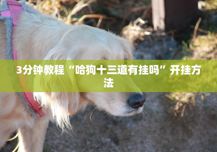 3分钟教程“哈狗十三道有挂吗”开挂方法
