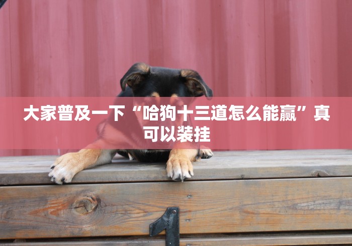 大家普及一下“哈狗十三道怎么能赢”真可以装挂